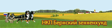 Сайт НКП Бернский зенненхунд